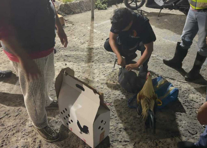 Arena Sabung Ayam di Talang Balai Lama Dibubarkan, Polisi Amankan Tiga Ekor Ayam