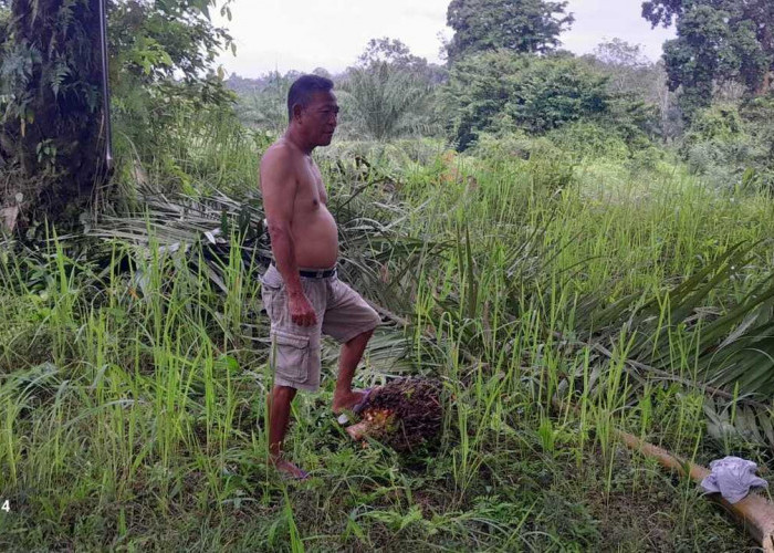 Dampak PP SDA, Petani Sawit Menjerit
