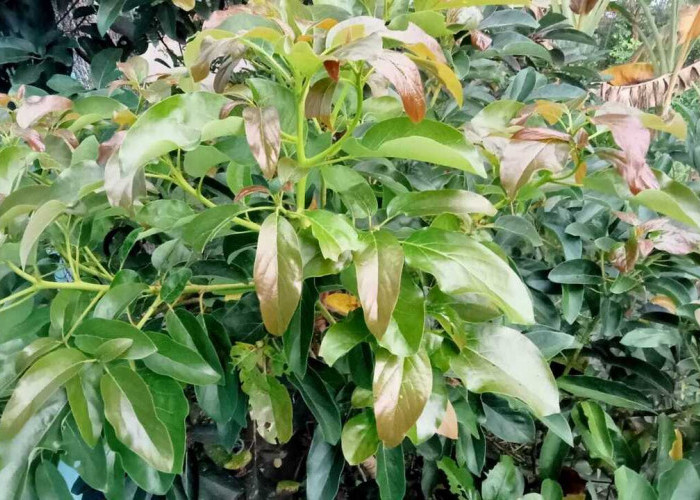 Hancurkan Batu Ginjal dengan Daun Alpukat, Begini Cara Mengolahnya Agar Mendapat Hasil Optimal !