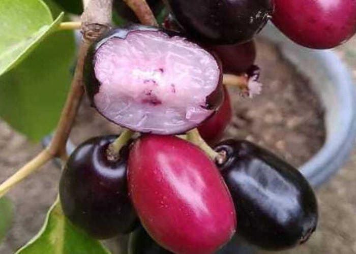 Manfaat Buah Jamblang Si Kecil yang Penuh Khasiat