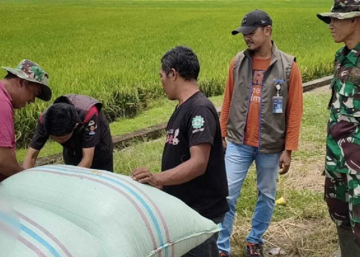 Bulog OKU Bentuk Dua Tim Jemput Gabah Petani