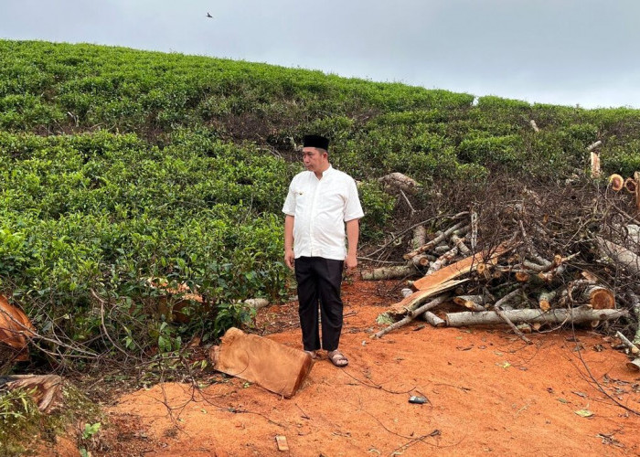 Khawatir Picu Terjadinya Landslide/Slope Failure atau Tanah Longsor Wako Geram Banyak Pohon Ditebang