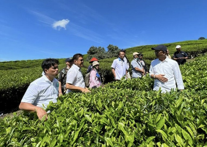 PTPN VII Pagaralam Segera Fokus ke Green Tea