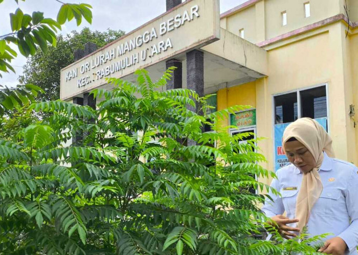 Inovasi Kebun “Tinggal Petik” di Mangga Besar Prabumulih, Solusi Cerdas di Tengah Keterbatasan Lahan