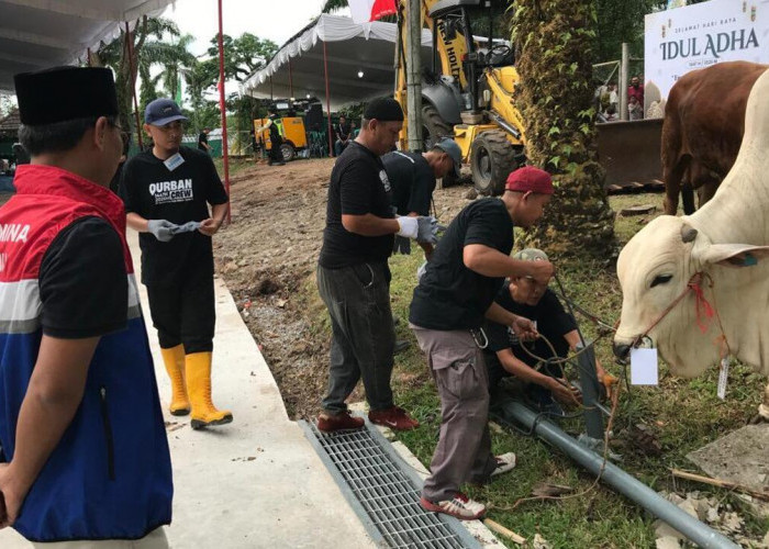 PEP Zona 4 Salurkan 112 Sapi dan 74 Kambing Kurban untuk Masyarakat di Wilayah Operasional