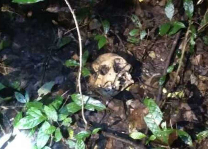 Warga Rantau Panjang Geger, Tengkorak Manusia Ditemukan di Hutan Belukar Perkebunan