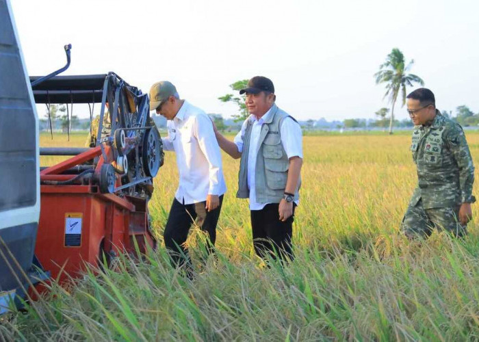 Herman Deru Hadiri Panen Raya TNI di OKI, Tegaskan Komitmen Sumsel Perkuat Ketahanan Pangan Nasional