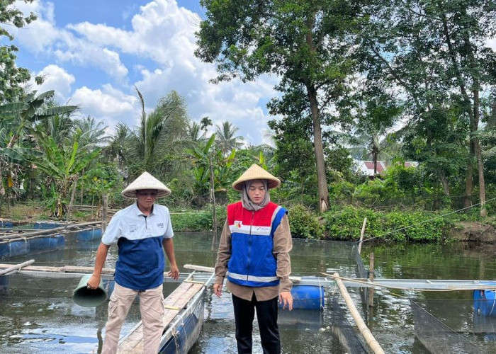  Pertamina Ubah Bekas Galian C Jadi Area Budidaya Ikan Air Tawar di Kampung Kreatif Sugihwaras