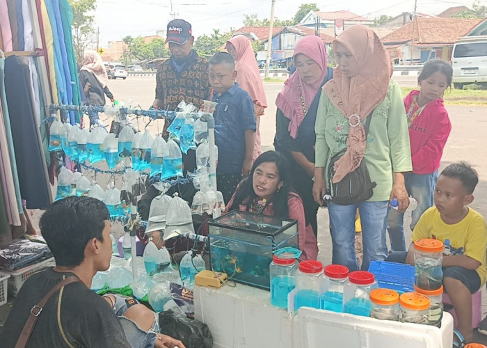 Penjual Ikan Hias di Kayuagung Banjir Rezeki, Segini Omsetnya!