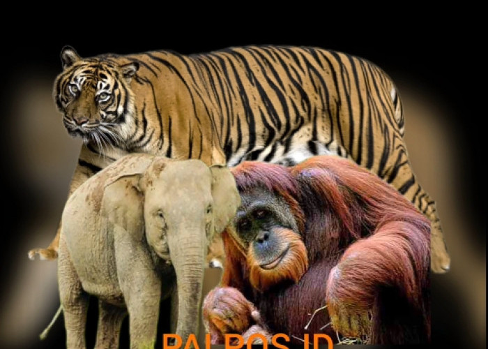 Terancam Punah, 3 Hewan Asli Sumatera ini Harus Dilindungi