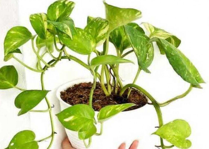 Sirih Gading, Tanaman Hias Cantik yang Mudah Ditanam di Media Air