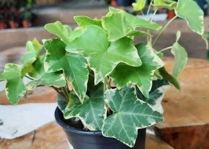 English Ivy, Tanaman Hias Cantik yang Bisa Tumbuh di Air Berbulan-bulan