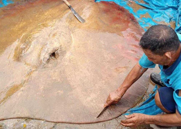 Warga Muratara Heboh, Ikan Pare Ditemukan di Sungai Rupit