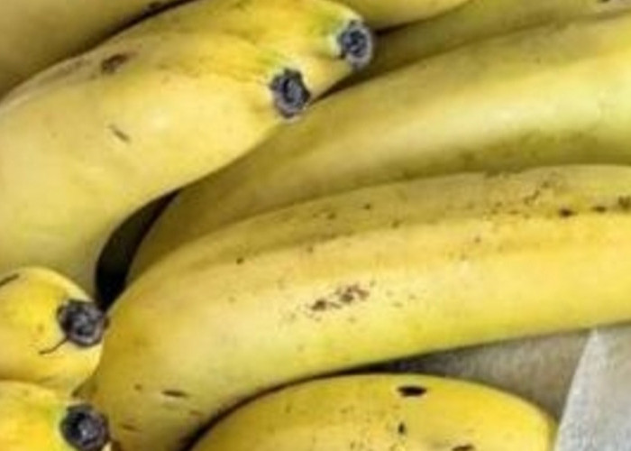 Mengenal Pisang Baby, Buah Kaya Nutrisi yang Cocok untuk MPASI Bayi