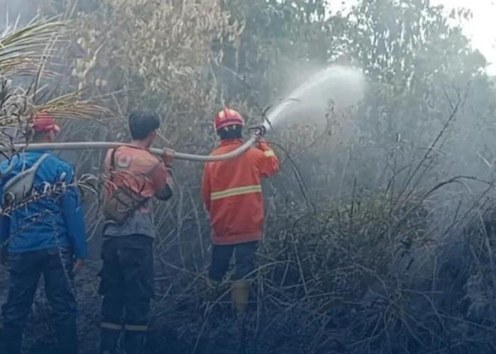 Karhutla Hanguskan Setengah Hektare Lahan di Talang Taling