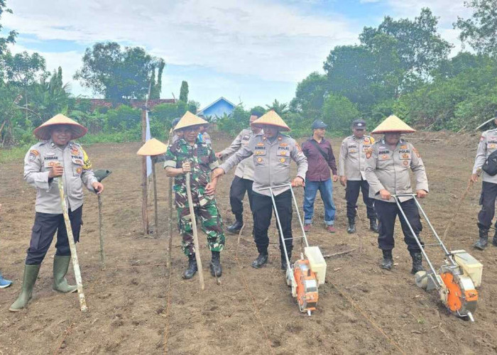 Ikut Serta Tanam Jagung Serentak Kuartal III : Polsek Pedamaran Manfaatkan Lahan Kosong di Belakang Mako