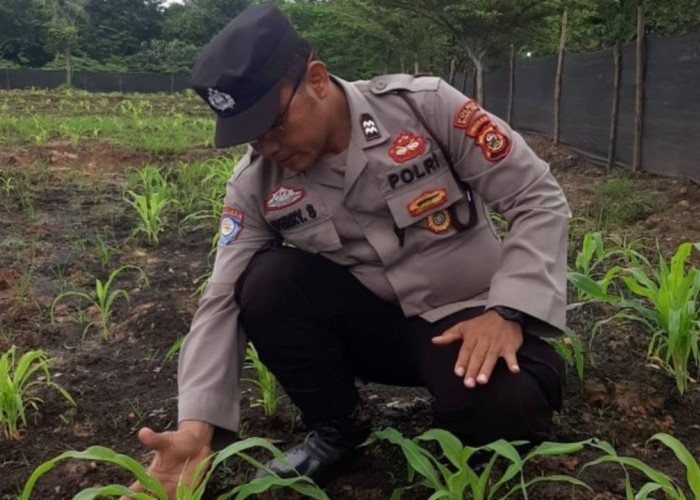 Cek Progres Penanaman Jagung Serentak