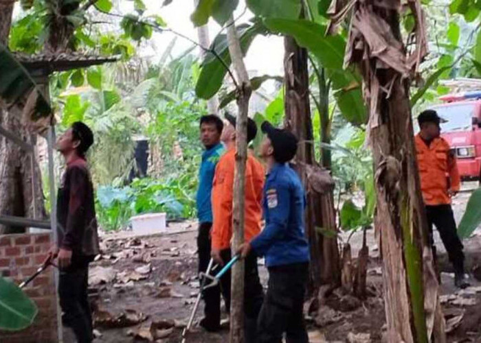 Heboh Kemunculan Ular Kobra di Dekat Pemakaman Watervang, Damkar Lubuklinggau Lakukan Penyisiran
