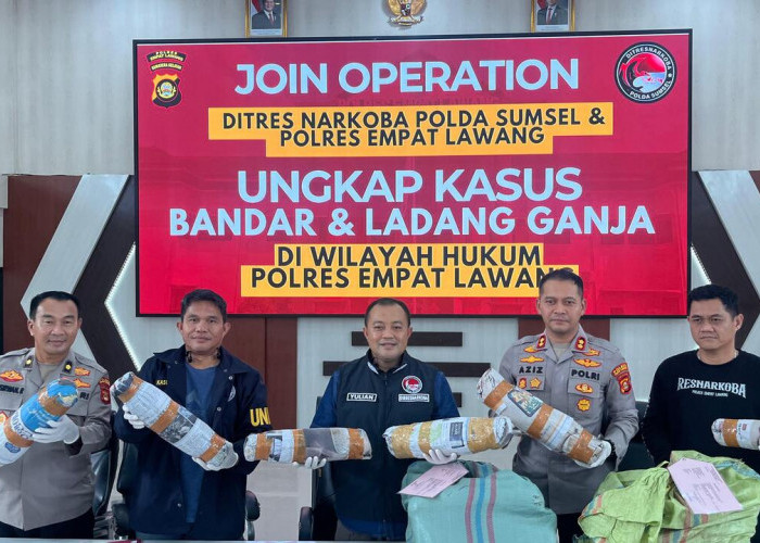 Polisi Temukan Ladang Ganja 20 Hektar di Empat Lawang, 220 Kg Ganja dan Bandar Besar Ditangkap