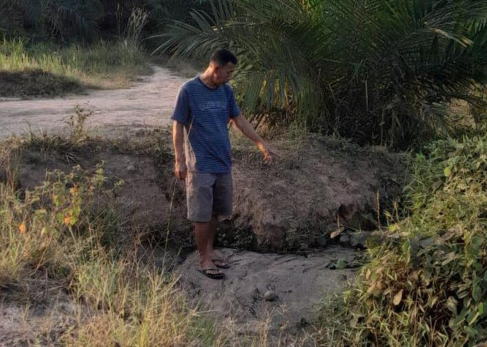 Limbah RMKO Diduga Cemari Kebun Warga, 35 Batang Sawit Mati