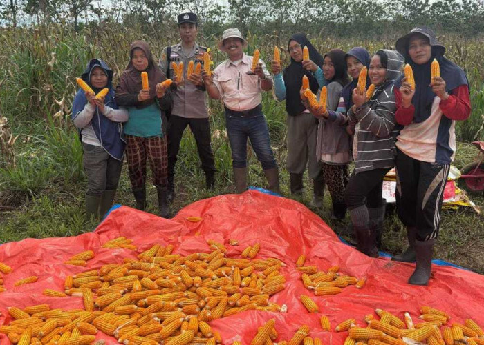 Sinergi Polsek Tanjung Raja dan PT. Roesli Taher Panen Jagung Dukung Ketahanan Pangan