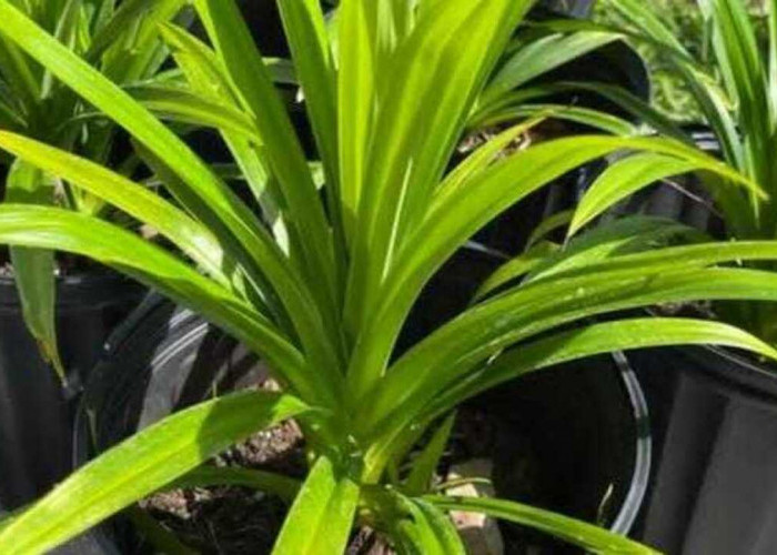 Pandan Wangi Diyakini Lancarkan Usaha, Simbol Rezeki dan Energi Positif di Rumah