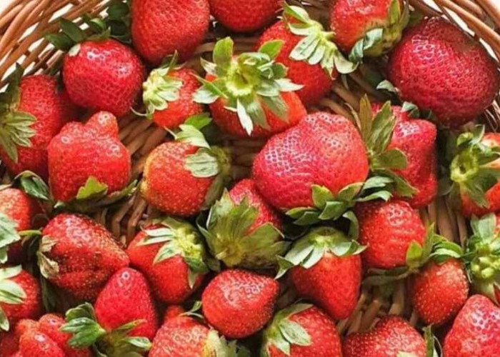 Langkah-langkah Memilih Bibit Strawberry Berkualitas: Panduan Praktis dari Para Petani Berpengalaman