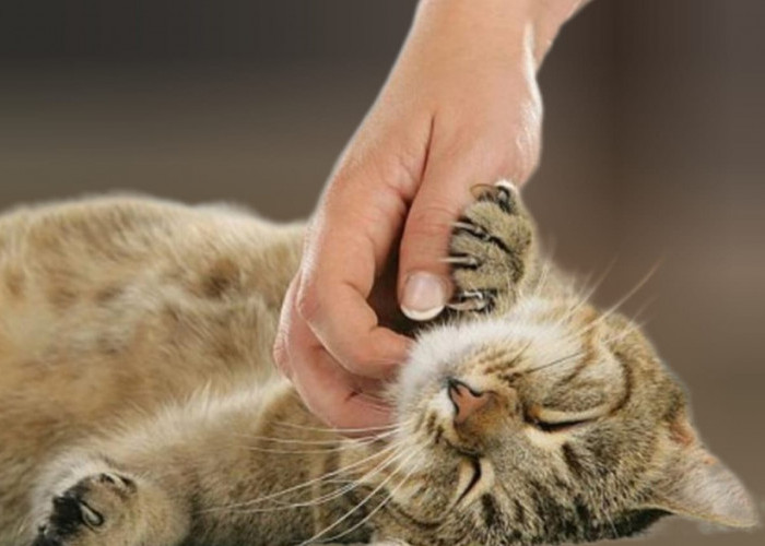 Ini Dampak Serius Bagi Kesehatan Kucing, Perhatikan Hal Berikut Agar Kucing Anda Sehat dan Bugar
