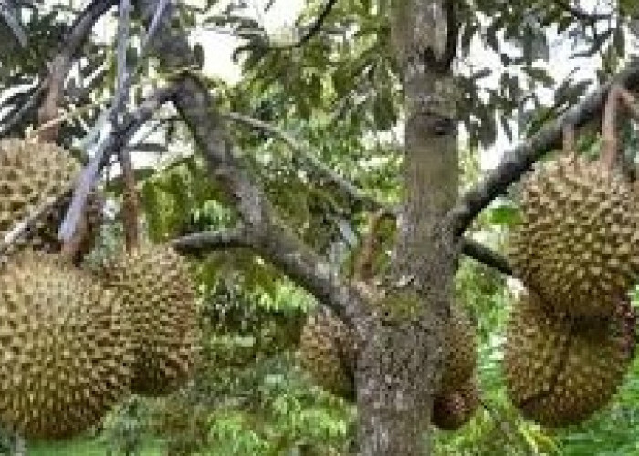 7 Kabupaten Penghasil Durian Terbanyak di Provinsi Sumatera Utara, Ternyata Didominasi Calon Provinsi Baru Ini
