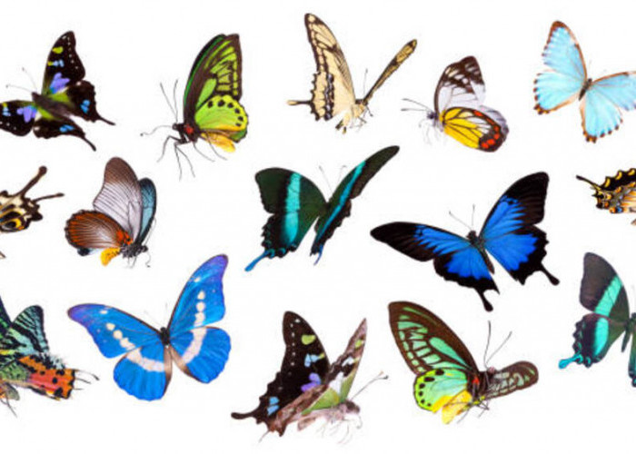 Kisah Keunikan: Mengenal Lebih Dekat Varian Kupu-kupu yang Menawan Hati