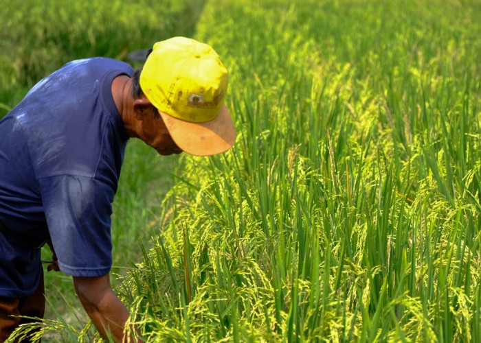 Wilmar Padi Indonesia Dorong Petani Banyuasin Tingkatkan Produktivitas: Upaya Mewujudkan Kemandirian Pangan