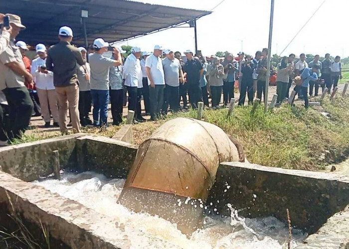 Ternyata Begini Tata Kelola Tanam Padi Lebak Yang Dikunjungi Mentri Pertanian Palestina