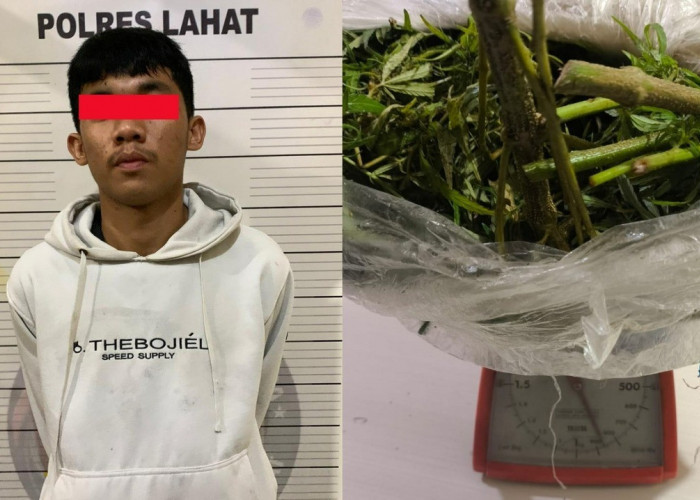 Polisi Gagalkan Peredaran Ganja di Lahat, Polda Sumsel Tegaskan Perang Melawan Narkotika