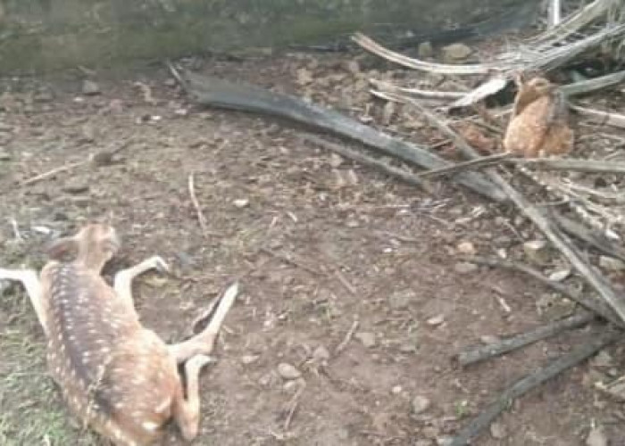 Puluhan Ekor Rusa Ditemukan Mati di Kandang Penangkaran Pertamina Palembang, Ternyata Ini Penyebabnya...