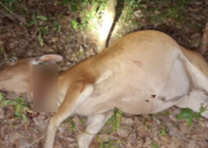 Maraknya Pencurian Sapi Buat Warga Pangkalan Lampam OKI Resah