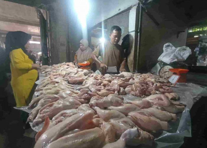 Harga Ayam Stabil Normal di Pasaran, Ini Harganya...