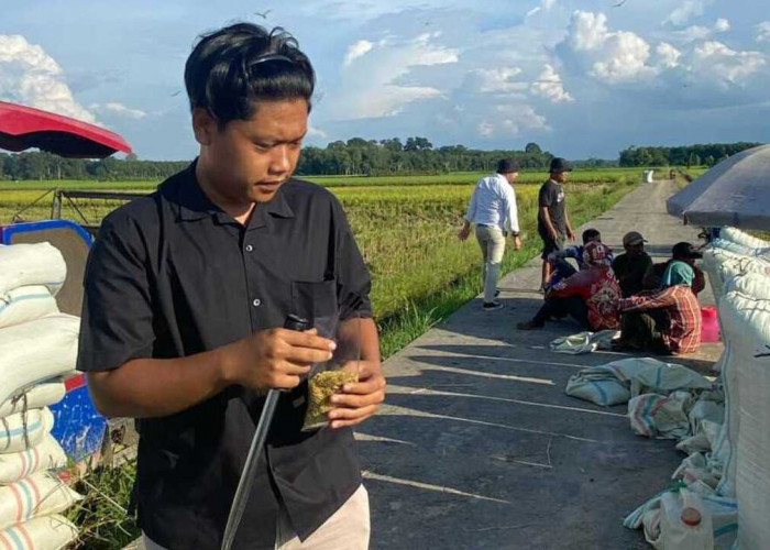 Bulog Serap 2.000 Ton Gabah Beras Petani di OKU Timur