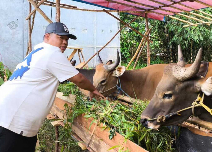 Lapak Hewan Kurban di Prabumulih Mulai Menjamu, Pedagang Tawarkan Promo Beli 3 Sapi Gratis Kambing