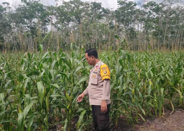 Komunitas Jagung Diminati Petani 