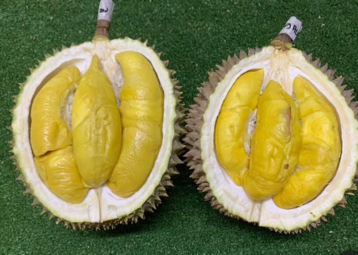 Jangan Suka Makannya Saja, Ini Loh ! 10 Fakta Unik Manfaat Buah Durian