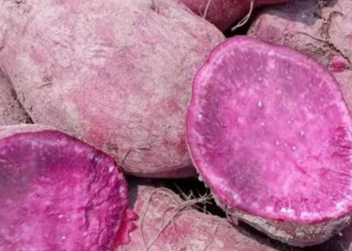 Cara Memilih Ubi Ungu yang Empuk Tanpa Gagal, Dijamin Manis dan Lembut Saat Dimasak