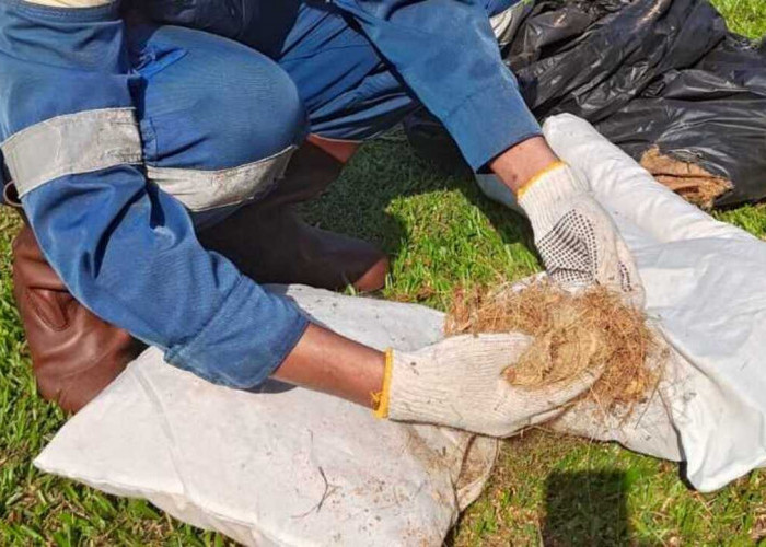 Inovasi Pertamina EP Prabumulih Field, Sabut Kelapa Disulap Jadi OSEKA untuk Tangani Tumpahan Minyak