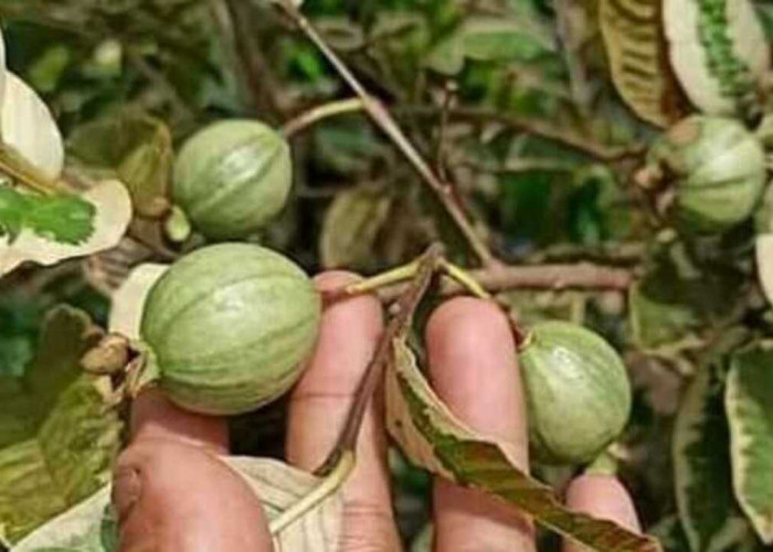 Manfaat Buah Jambu Biji Variegata (Psidium guajava) yang Perlu Anda Ketahui