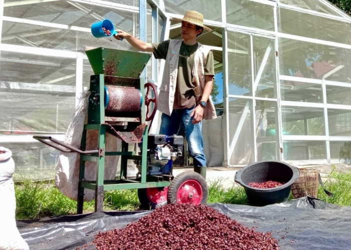 Biki Kopi Berkualitas Mengangkat Derajat Petani Kopi di Pagar Alam : Pertamina Patra Niaga Regional Sumbagsel 