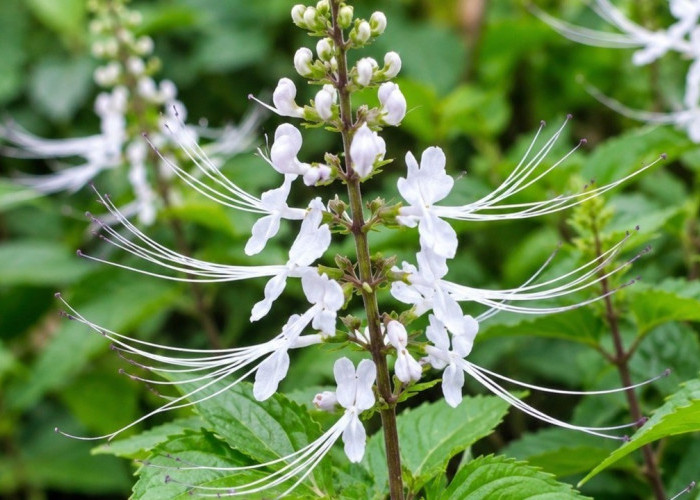 Kumis Kucing Tak Sekadar Tanaman Herbal, Ini Manfaatnya untuk Kesehatan