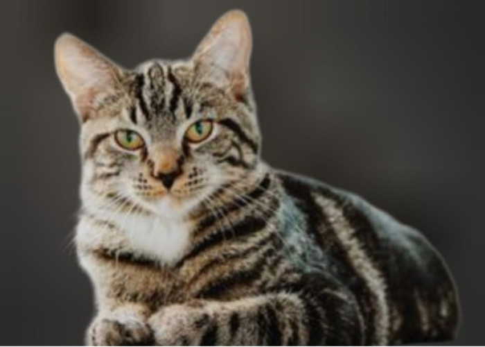 Misteri Rezeki dari Memelihara Kucing: Mitos atau Kenyataan?
