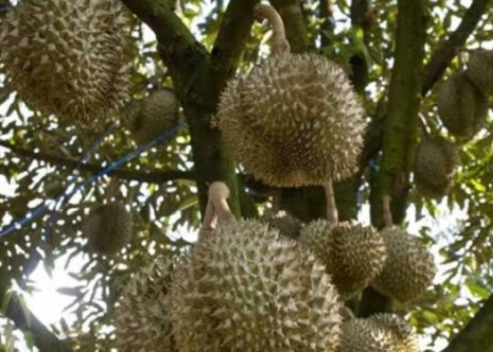 Tips Memilih Durian yang Matang dan Berkualitas untuk Penggemar Si Raja Buah