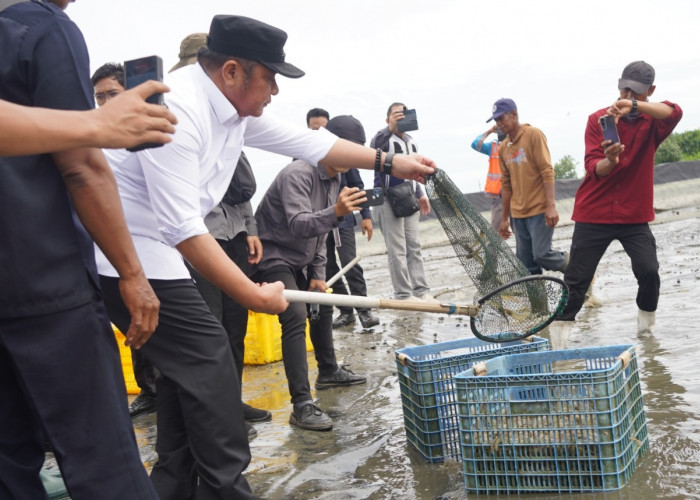 Barantin Perkuat Rantai Pasok Ekspor Udang Vaname Sumsel, Dorong Daya Saing Global Komoditas Unggulan Daerah