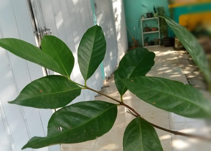 Bukan Sekadar Bumbu Dapur, Ini Rahasia dan Cara Mengolah Daun Salam untuk Manfaat Kesehatan yang Optimal