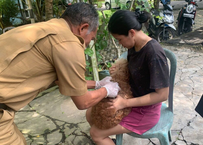 Dinas Pertanian OKU Vaksin 800 Ekor Hewan Rabies